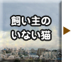 飼い主のいない猫